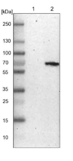 NFIA Antibody, Novus Biologicals:Antibodies:Primary Antibodies