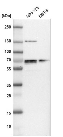 NFIA Antibody, Novus Biologicals 0.1mL; Unlabeled:Antibodies, Polyclonal