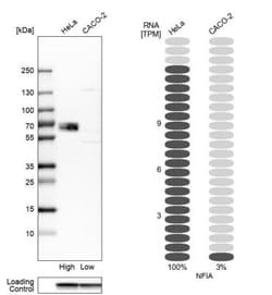 NFIA Antibody, Novus Biologicals 0.1mL; Unlabeled:Antibodies, Polyclonal