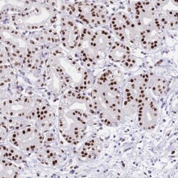 NFIC Antibody, Novus Biologicals 25 &mu;L, Unlabeled:Antibodies, Polyclonal