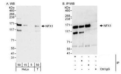 NFX1 Antibody, Novus Biologicals 0.1mg; Unlabeled:Antibodies, Polyclonal