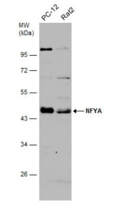 NFYA Antibody, Novus Biologicals 0.1mL; Unlabeled:Antibodies, Polyclonal