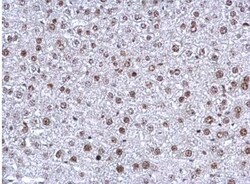 NFYB Antibody, Novus Biologicals 0.1 mL | Buy Online | Novus Biologicals | Fisher Scientific
