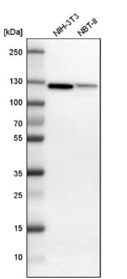 NFkB2/NFkB p100 Antibody, Novus Biologicals 0.1mL; Unlabeled:Antibodies,