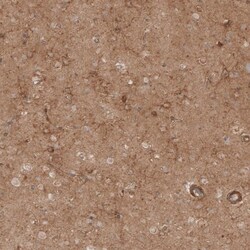 NG2/MCSP Antibody, Novus Biologicals 0.1mL; Unlabeled:Antibodies, Polyclonal