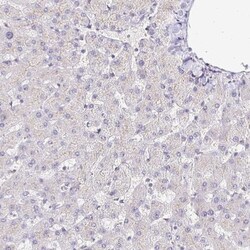 NHE1/SLC9A1 Antibody, Novus Biologicals:Antibodies:Primary Antibodies