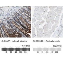 NHERF-1 Antibody, Novus Biologicals:Antibodies:Primary Antibodies
