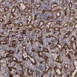 NHERF-2 Antibody, Novus Biologicals:Antibodies:Primary Antibodies