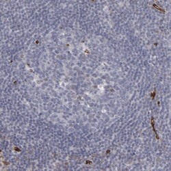 NHERF-2 Antibody, Novus Biologicals:Antibodies:Primary Antibodies