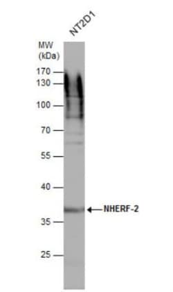NHERF-2 Antibody, Novus Biologicals 0.1mL; Unlabeled:Antibodies, Polyclonal