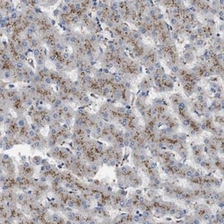 NHLRC3 Antibody, Novus Biologicals 0.1mL; Unlabeled:Antibodies, Polyclonal