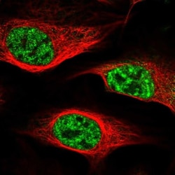 NHN1 Antibody, Novus Biologicals:Antibodies:Primary Antibodies