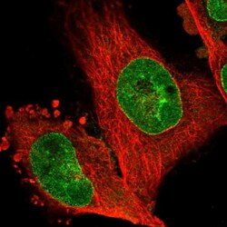 NHSL1 Antibody, Novus Biologicals 0.1mL; Unlabeled:Antibodies, Polyclonal