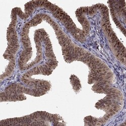 NIF3L1 Antibody, Novus Biologicals:Antibodies:Primary Antibodies