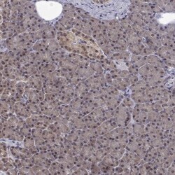 NIF3L1 Antibody, Novus Biologicals:Antibodies:Primary Antibodies