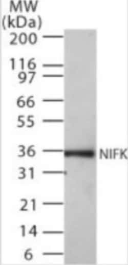 NIFK Antibody (18E148), Novus Biologicals 0.025mg; Unlabeled:Antibodies,