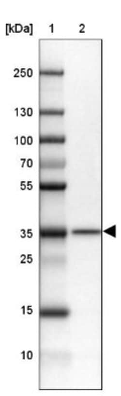 NIP30 Antibody, Novus Biologicals 25 &mu;L, Unlabeled:Antibodies, Polyclonal