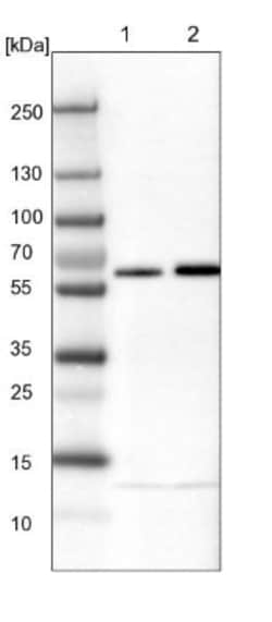 NIPA Antibody, Novus Biologicals 25 &mu;L; Unlabeled:Antibodies, Polyclonal