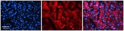 NIPA2 Antibody, Novus Biologicals 100&mu;L; Unlabeled:Antibodies, Polyclonal