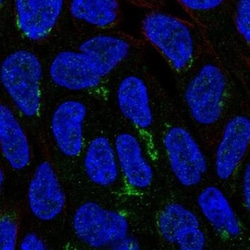 NIPAL1 Antibody, Novus Biologicals:Antibodies:Primary Antibodies