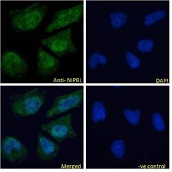 NIPBL Antibody, Novus Biologicals 0.1mg; Unlabeled:Antibodies, Polyclonal