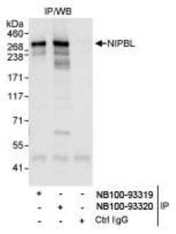 NIPBL Antibody, Novus Biologicals&trade;