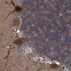 NISCH Antibody, Novus Biologicals 25 &mu;L; Unlabeled:Antibodies, Polyclonal