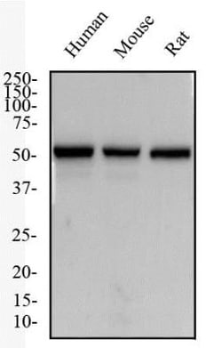 NK1R Antibody - BSA Free, Novus Biologicals 0.1mL; Unlabeled:Antibodies,