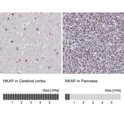 NKAP Antibody, Novus Biologicals 25 &mu;L; Unlabeled:Antibodies, Polyclonal