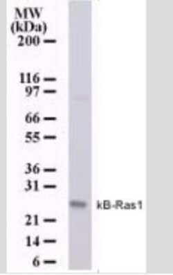 NKIRAS1 Antibody (184C278) - Azide Free, Novus Biologicals 0.1mg; Unlabeled:Antibodies,