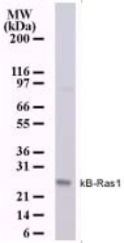 NKIRAS1 Antibody (184C278), Novus Biologicals:Antibodies:Primary Antibodies