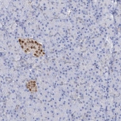 NKX6.1 Antibody, Novus Biologicals:Antibodies:Primary Antibodies