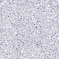 NKX6.1 Antibody, Novus Biologicals:Antibodies:Primary Antibodies
