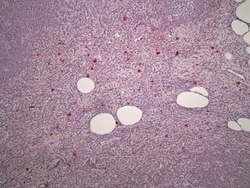 NKp46/NCR1 Antibody (MM0491-8F24) - Azide and BSA Free, Novus Biologicals