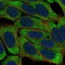 NKp80/KLRF1 Rabbit anti-Human, Polyclonal, Novus Biologicals:Antibodies:Primary