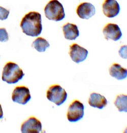 NLRP3/NALP3 Antibody - BSA Free, Novus Biologicals 0.1mg; Unlabeled:Antibodies,