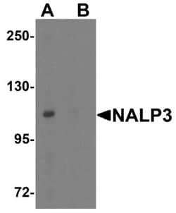 NLRP3/NALP3 Antibody - BSA Free, Novus Biologicals 0.1mg; Unlabeled:Antibodies,