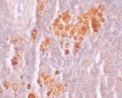 NLRX1 Antibody - BSA Free, Novus Biologicals 0.1mg; Unlabeled:Antibodies,