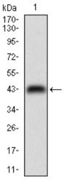 NM23-H2/NME2 Antibody (4G7A8) - BSA Free, Novus Biologicals 0.1mg; Unlabeled:Antibodies,