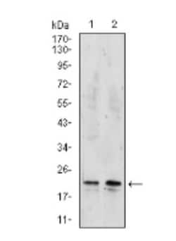 NM23-H2/NME2 Antibody (4G7A8) - BSA Free, Novus Biologicals 0.1mg; Unlabeled:Antibodies,
