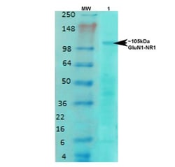 NMDAR1 Antibody (S308-48), Novus Biologicals:Antibodies:Primary Antibodies