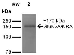 NMDAR2A Antibody (S327-95), Novus Biologicals 0.025 mg, Unconjugated:Antibodies,