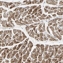 NNT Antibody, Novus Biologicals 0.1mL; Unlabeled:Antibodies, Polyclonal