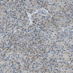 NNT Antibody, Novus Biologicals 0.1mL; Unlabeled:Antibodies, Polyclonal