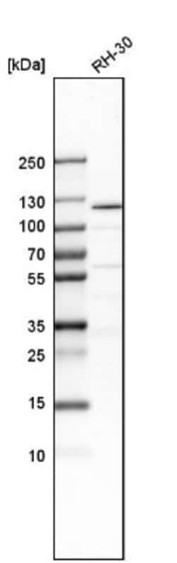 NNT Antibody, Novus Biologicals 0.1mL; Unlabeled:Antibodies, Polyclonal