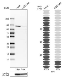 NNT Antibody, Novus Biologicals 0.1mL; Unlabeled:Antibodies, Polyclonal