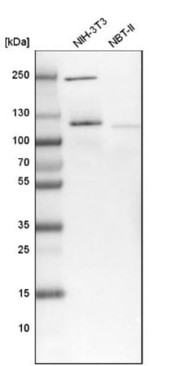 NOL1 Antibody, Novus Biologicals 0.1mL; Unlabeled:Antibodies, Polyclonal
