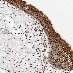 NOL7 Antibody, Novus Biologicals 25 &mu;L; Unlabeled:Antibodies, Polyclonal
