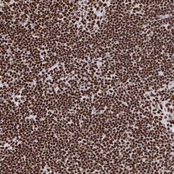 NOLA1 Antibody, Novus Biologicals 25 &mu;L | Buy Online | Novus Biologicals | Fisher Scientific