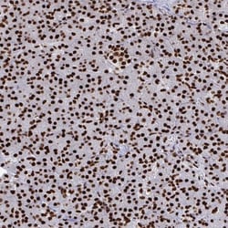 NOLA1 Antibody, Novus Biologicals 25 &mu;L | Buy Online | Novus Biologicals | Fisher Scientific